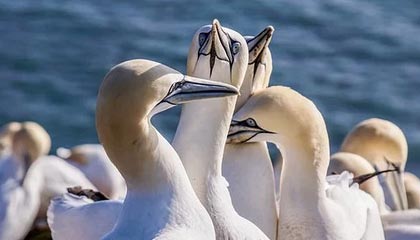 番号鸽官网下载应用