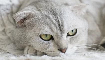 pilipili官方入口